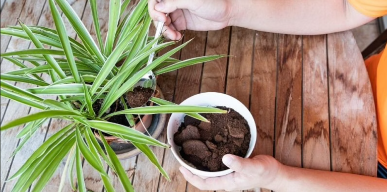 Which Plants Can You Fertilize With Coffee?